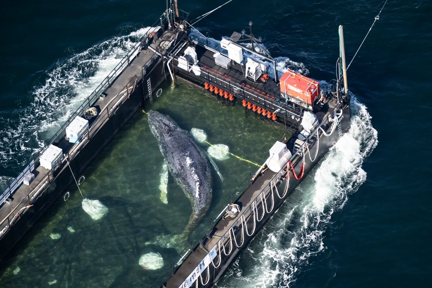 A barge carrying Timmy the humpback whale journeys to the North Sea