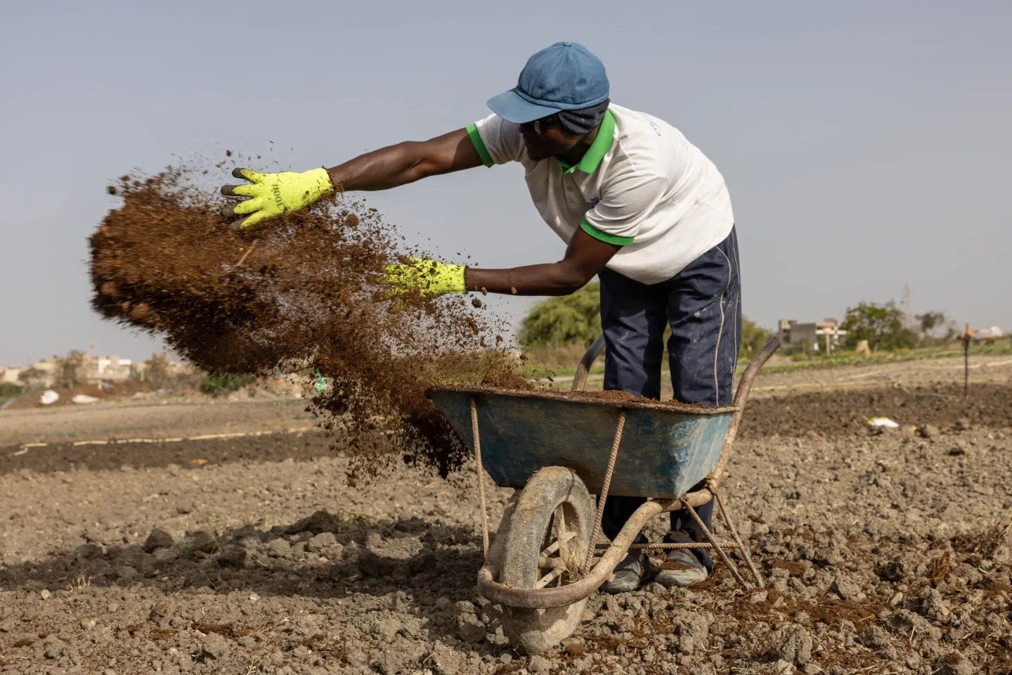 Iran war forces farmers to seek fertilizer alternatives from cow dung to compost