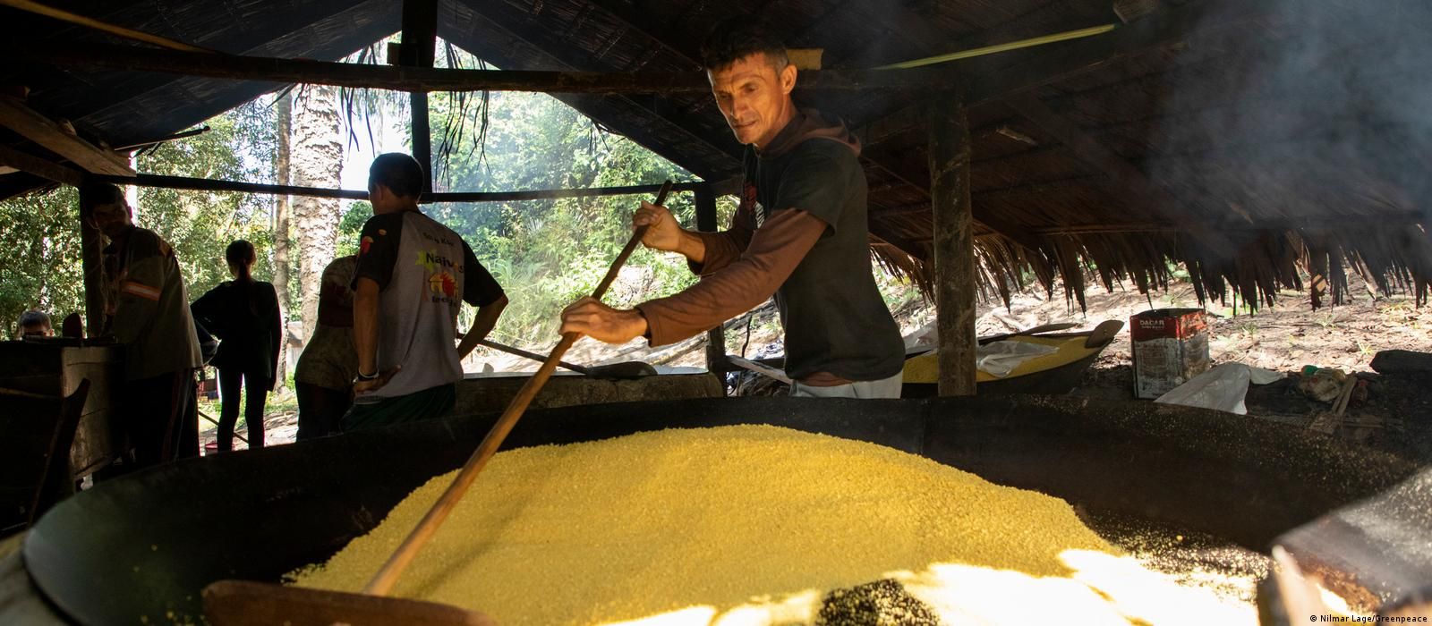 Desmatamento ameaça cultivo milenar de mandioca na Amazônia