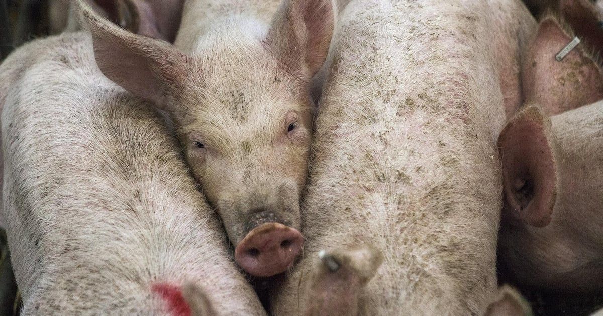 Finska je prvi put registrovala afričku svinjsku kugu