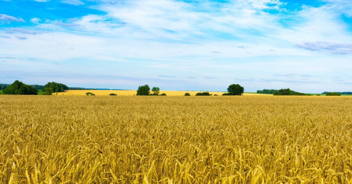 Ukrajina otvorena za primirje s Rusijom u oblasti žitarica